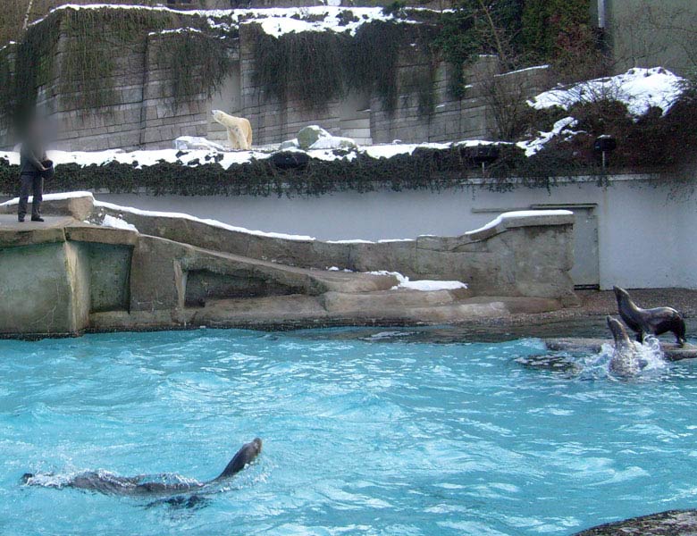 Fütterung der Kalifornischen Seelöwen im Zoologischen Garten Wuppertal am 16. Januar 2010