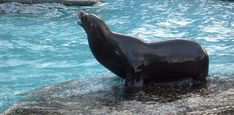 Kalifornische Seelöwin im Wuppertaler Zoo am 16. Januar 2010