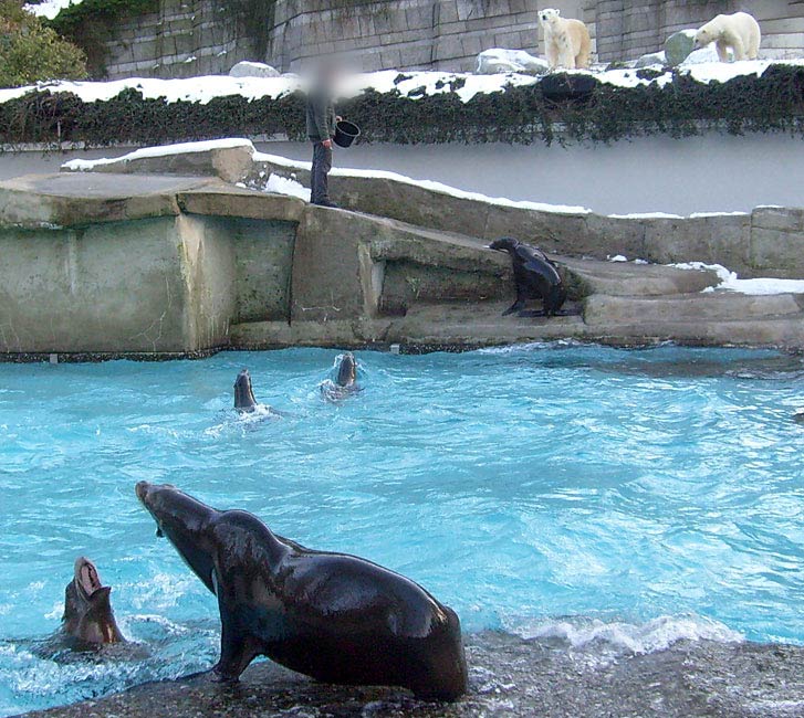 Fütterung der Kalifornischen Seelöwen im Zoo Wuppertal am 16. Januar 2010