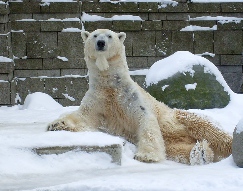 Eisbär Lars im Zoologischen Garten Wuppertal am 15. Februar 2010