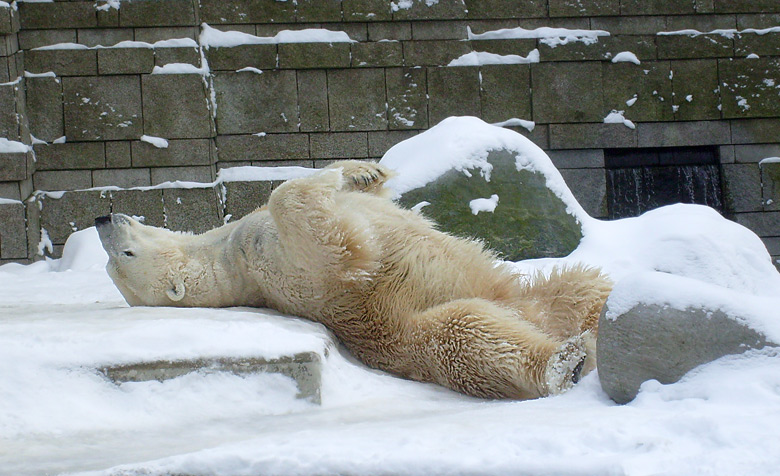 Eisbär Lars im Wuppertaler Zoo am 15. Februar 2010