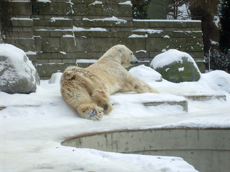 Eisbär Lars im Zoologischen Garten Wuppertal am 15. Februar 2010