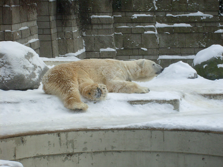 Eisbär Lars im Wuppertaler Zoo am 15. Februar 2010