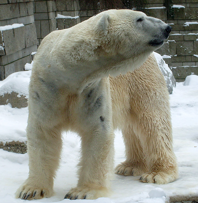 Eisbär Lars im Zoologischen Garten Wuppertal am 15. Februar 2010