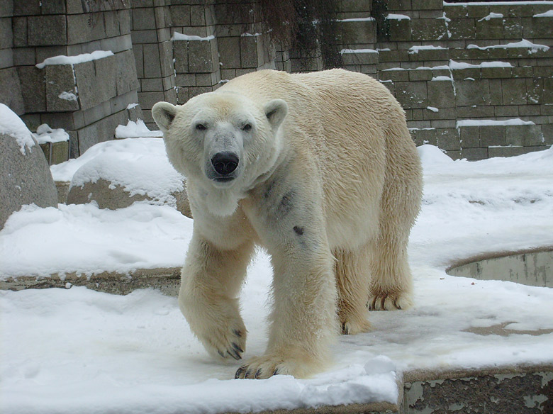 Eisbär Lars im Wuppertaler Zoo am 15. Februar 2010