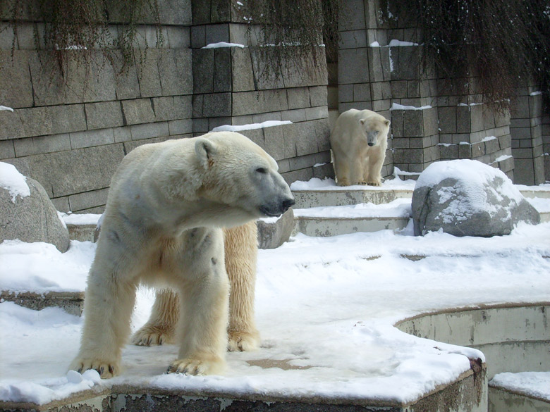 Eisbär Lars und Eisbärin Jerka im Wuppertaler Zoo am 15. Februar 2010