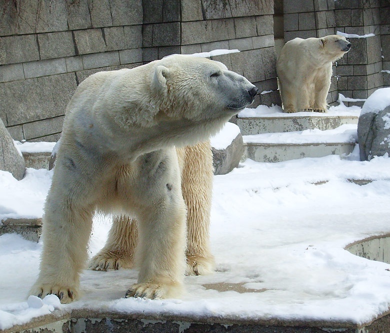 Eisbär Lars und Eisbärin Jerka im Zoo Wuppertal am 15. Februar 2010