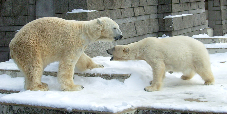 Eisbär Lars und Eisbärin Jerka im Wuppertaler Zoo am 15. Februar 2010