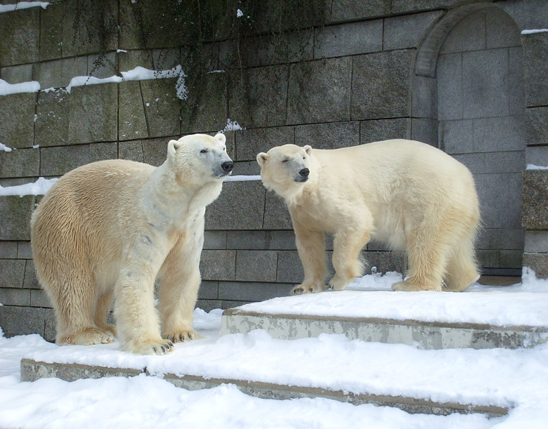 Eisbär Lars und Eisbärin Jerka im Zoologischen Garten Wuppertal am 15. Februar 2010