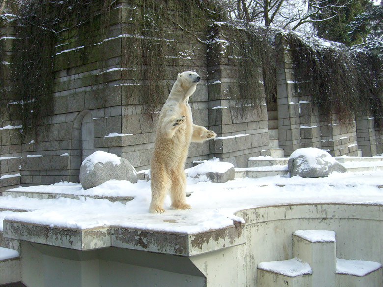 Eisbär Lars im Zoologischen Garten Wuppertal am 15. Februar 2010