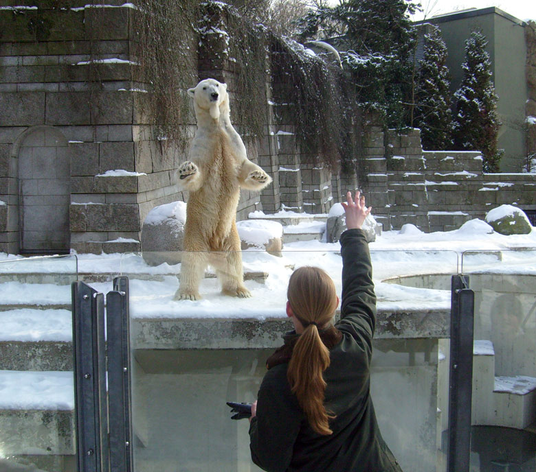 Fliegender Fisch für Eisbär Lars im Zoologischen Garten Wuppertal am 15. Februar 2010