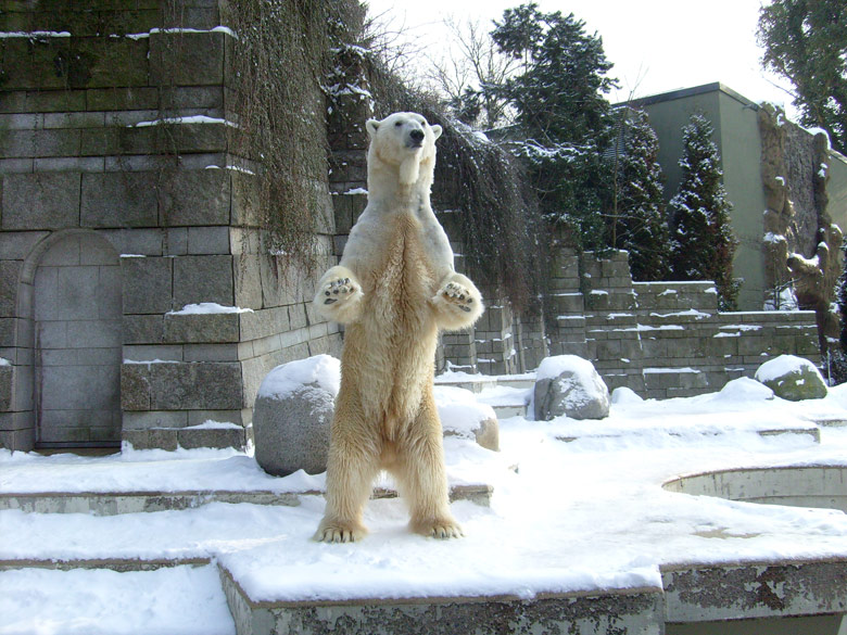 Eisbär Lars im Wuppertaler Zoo am 15. Februar 2010