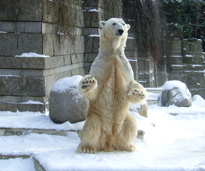 Eisbär Lars im Zoo Wuppertal am 15. Februar 2010