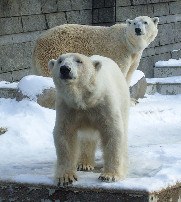 Eisbärin Jerka und Eisbär Lars im Zoo Wuppertal am 15. Februar 2010