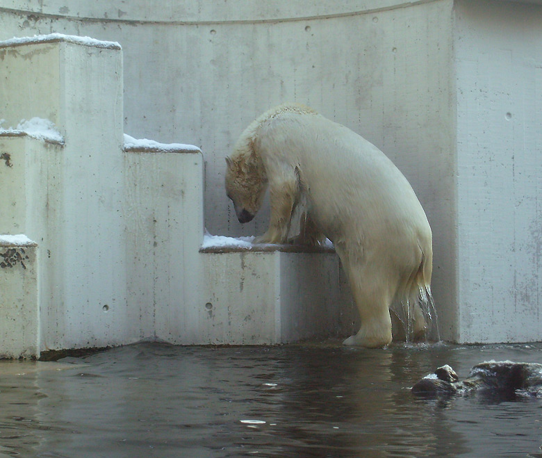 Eisbärin Jerka im Wuppertaler Zoo am 15. Februar 2010