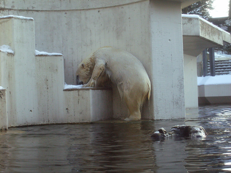 Eisbärin Jerka im Zoo Wuppertal am 15. Februar 2010