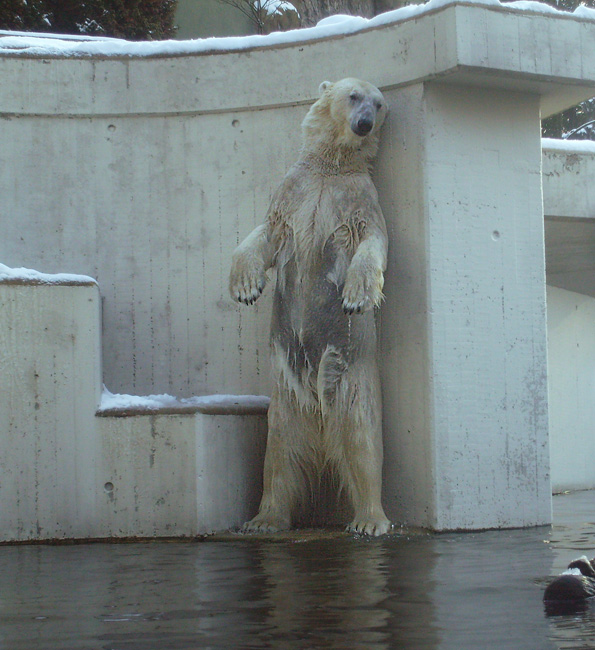 Eisbärin Jerka im Wuppertaler Zoo am 15. Februar 2010