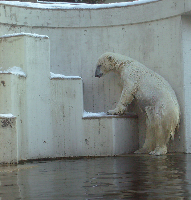 Eisbärin Jerka im Zoologischen Garten Wuppertal am 15. Februar 2010