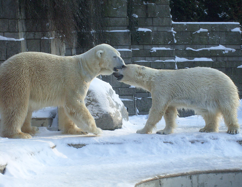 Eisbär Lars und Eisbärin Jerka im Zoo Wuppertal am 15. Februar 2010