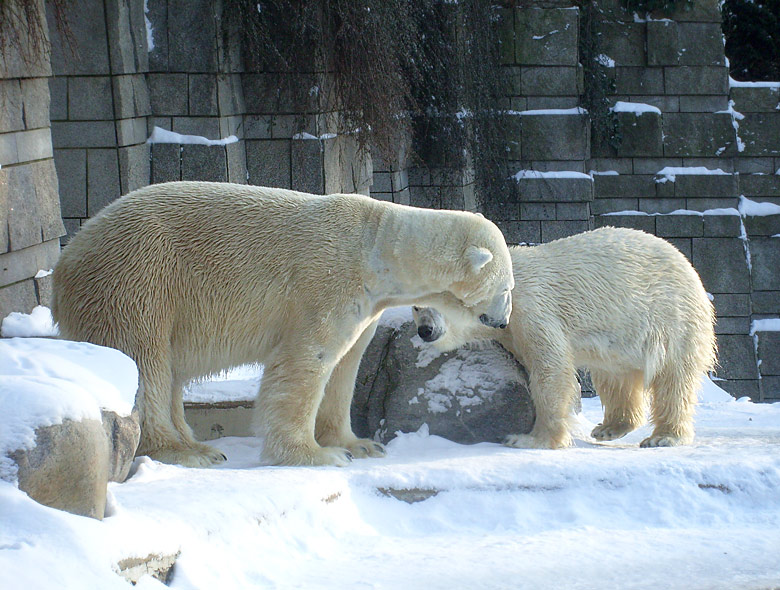 Eisbär Lars und Eisbärin Jerka im Zoologischen Garten Wuppertal am 15. Februar 2010