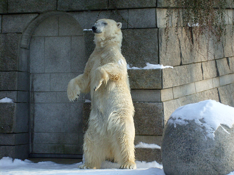 Eisbärin Jerka im Zoo Wuppertal am 15. Februar 2010