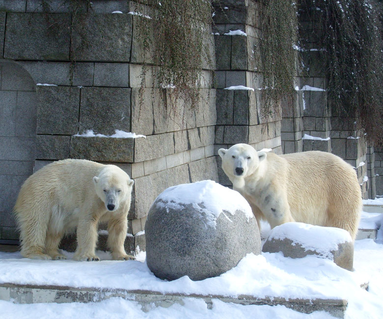 Eisbärin Jerka und Eisbär Lars im Wuppertaler Zoo am 15. Februar 2010