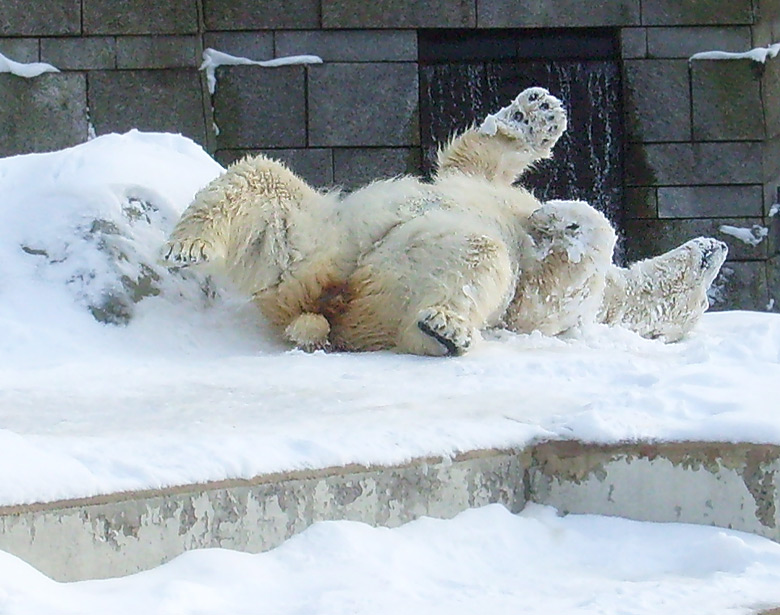 Eisbärin Jerka im Zoologischen Garten Wuppertal am 15. Februar 2010