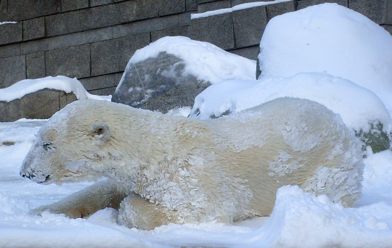 Eisbärin Jerka im Zoo Wuppertal am 15. Februar 2010