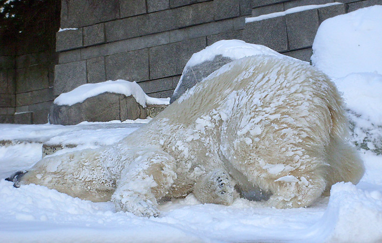 Eisbärin Jerka im Zoologischen Garten Wuppertal am 15. Februar 2010