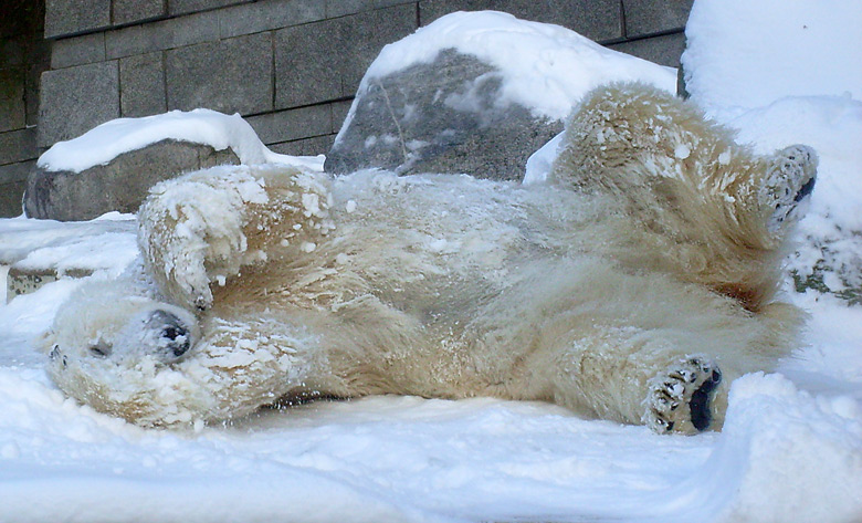 Eisbärin Jerka im Wuppertaler Zoo am 15. Februar 2010