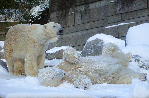 Eisbär Lars und Eisbärin Jerka im Wuppertaler Zoo am 15. Februar 2010