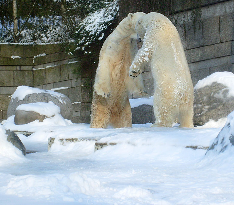 Eisbär Lars und Eisbärin Jerka im Zoo Wuppertal am 15. Februar 2010