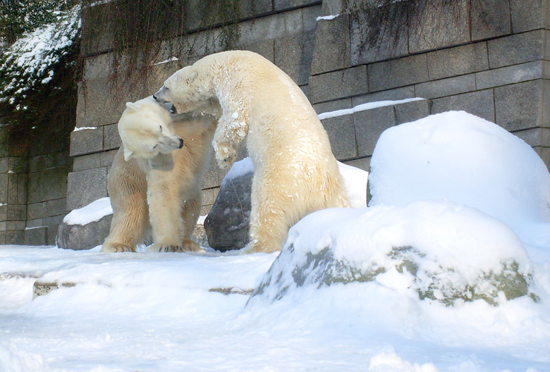 Eisbär Lars und Eisbärin Jerka im Wuppertaler Zoo am 15. Februar 2010