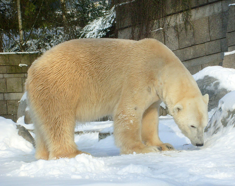 Eisbär Lars im Zoologischen Garten Wuppertal am 15. Februar 2010