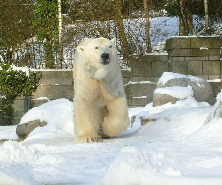 Eisbär Lars im Wuppertaler Zoo am 15. Februar 2010