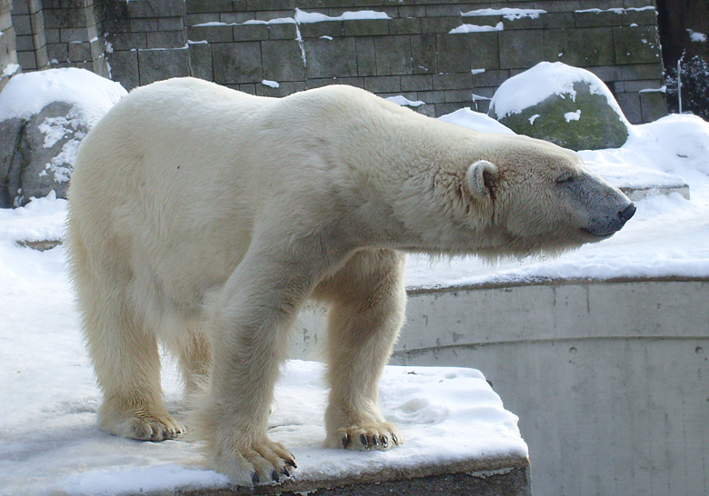 Eisbärin Jerka im Zoo Wuppertal am 15. Februar 2010