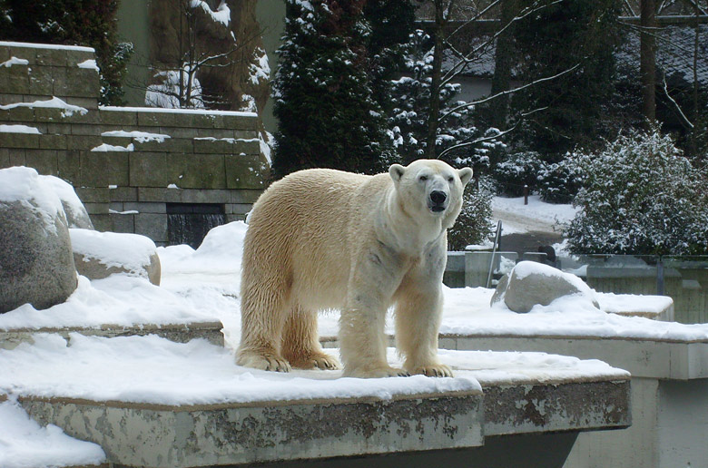 Eisbär Lars im Zoologischen Garten Wuppertal am 15. Februar 2010