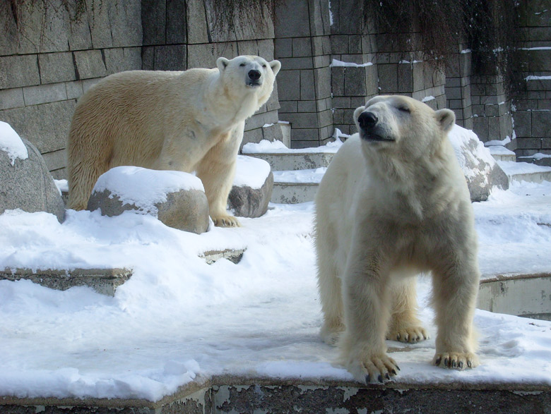 Eisbär Lars und Eisbärin Jerka im Zoo Wuppertal am 15. Februar 2010