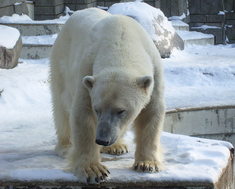 Eisbärin Jerka im Zoologischen Garten Wuppertal am 15. Februar 2010