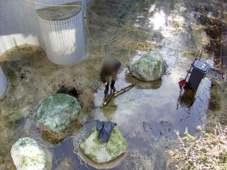 Reinigung der Eisbärenanlage im Zoologischen Garten Wuppertal am 3. März 2010