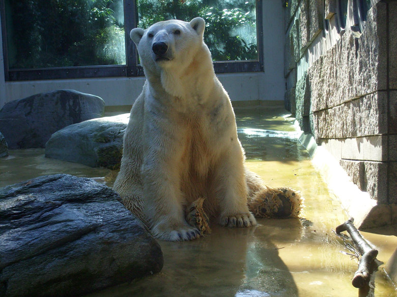 Eisbär Lars auf der Mutter-Kind-Anlage im Zoo Wuppertal am 3. März 2010