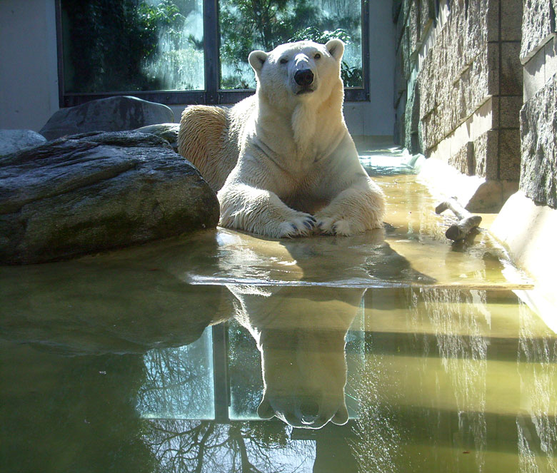 Eisbär Lars auf der Mutter-Kind-Anlage im Zoologischen Garten Wuppertal am 3. März 2010