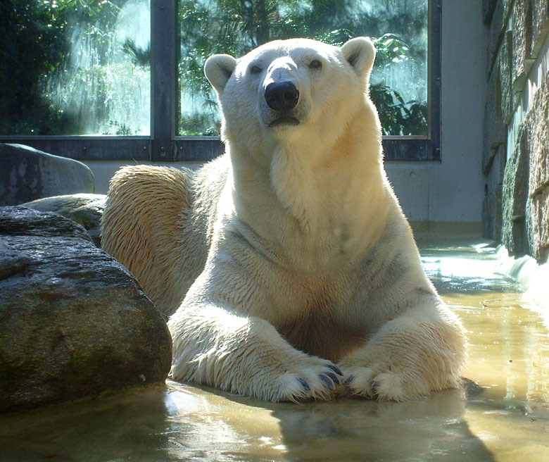 Eisbär Lars auf der Mutter-Kind-Anlage im Wuppertaler Zoo am 3. März 2010