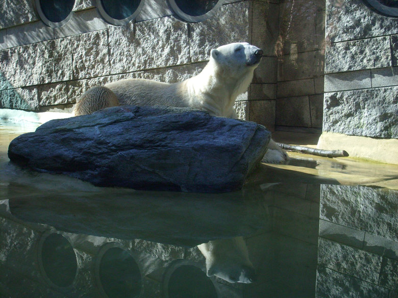 Eisbär Lars auf der Mutter-Kind-Anlage im Zoo Wuppertal am 3. März 2010