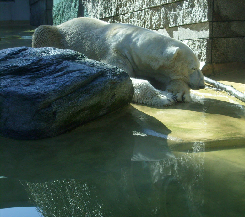 Eisbär Lars auf der Mutter-Kind-Anlage im Zoologischen Garten Wuppertal am 3. März 2010