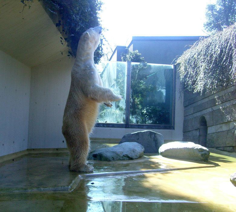 Eisbär Lars auf der Mutter-Kind-Anlage im Wuppertaler Zoo am 3. März 2010