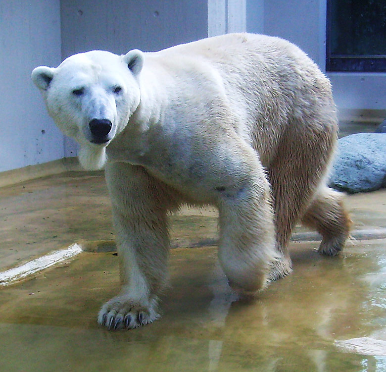 Eisbär Lars auf der Mutter-Kind-Anlage im Zoologischen Garten Wuppertal am 3. März 2010