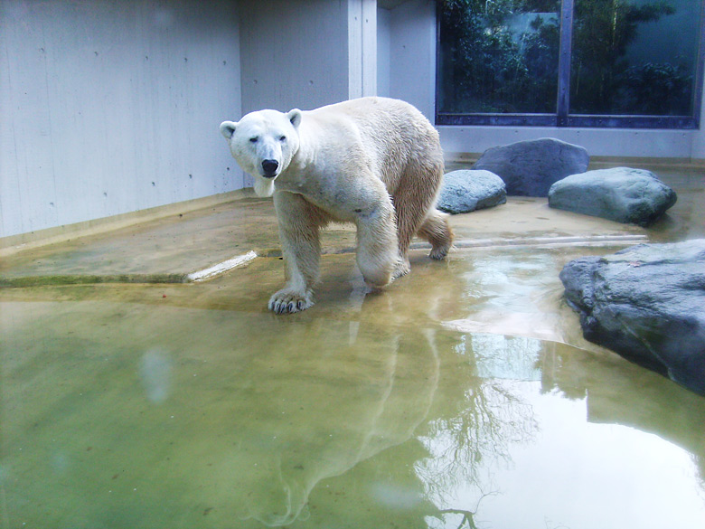 Eisbär Lars auf der Mutter-Kind-Anlage im Zoo Wuppertal am 3. März 2010