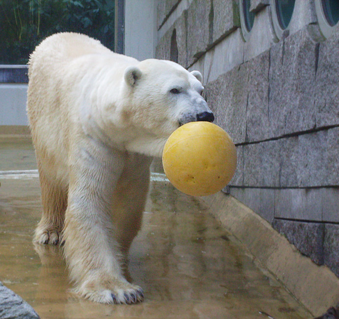 Eisbär Lars auf der Mutter-Kind-Anlage im Wuppertaler Zoo am 3. März 2010