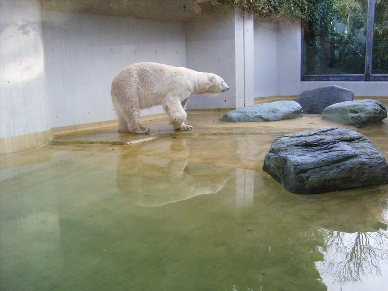 Eisbär Lars auf der Mutter-Kind-Anlage im Wuppertaler Zoo am 3. März 2010